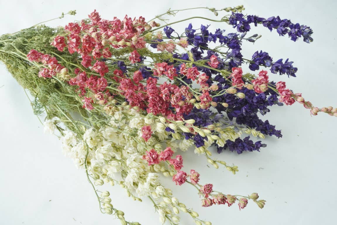 Larkspur-Dried-Pink, bunch of 10, dried flowers