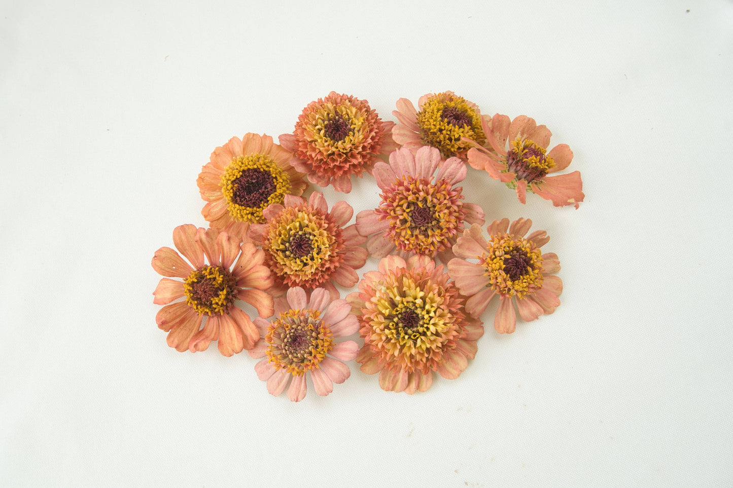 Zinnia-Zinderella: Freeze Dried