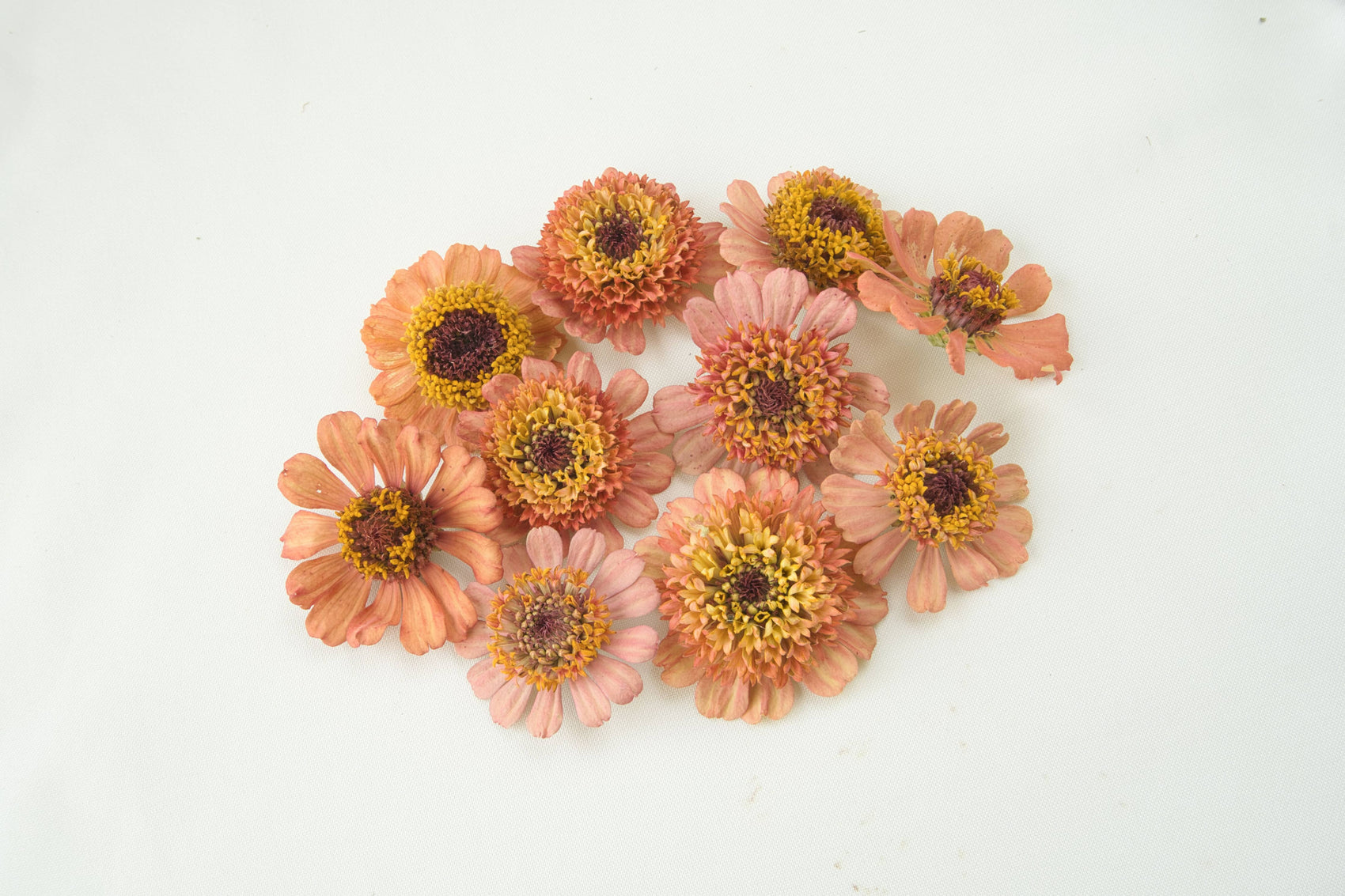 Zinnia-Zinderella: Freeze Dried