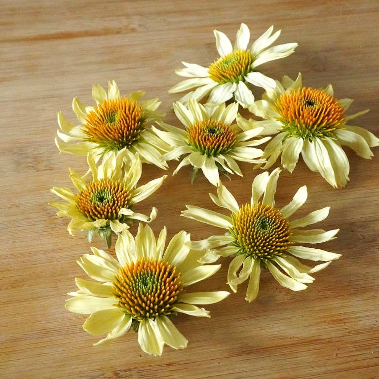 Echinacea-Cream