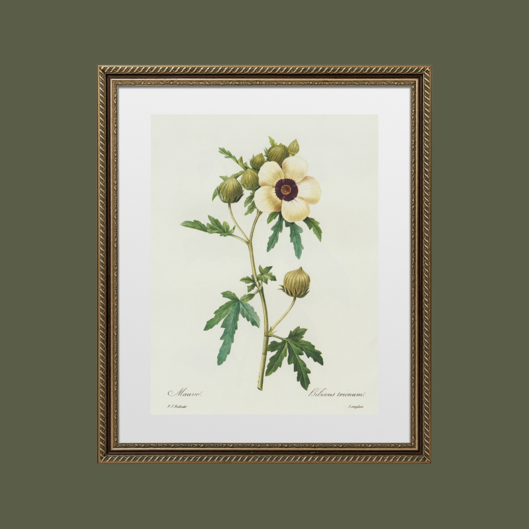 Hibiscus Trionum Vintage Botanical Print