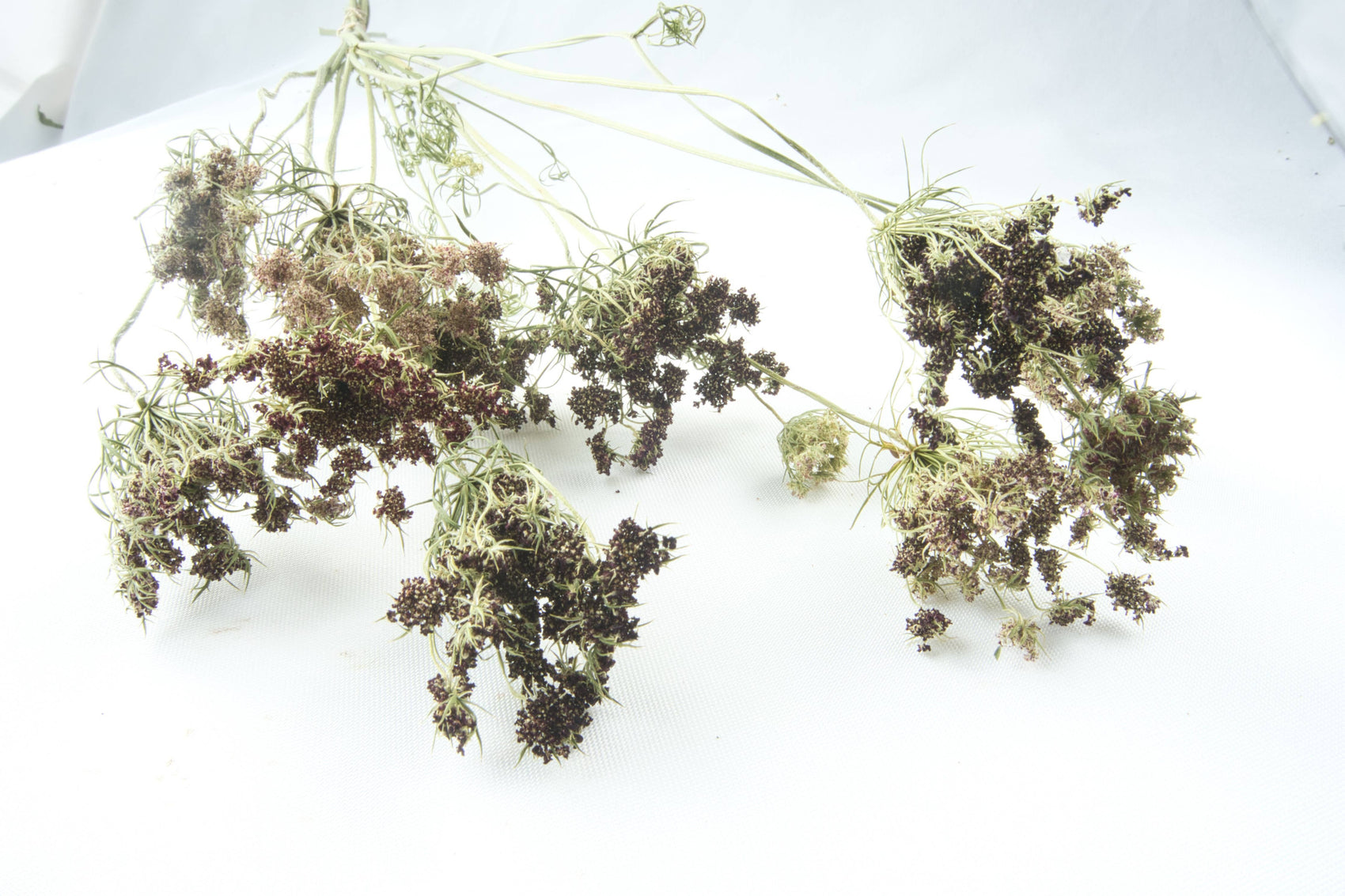 Chocolate Queen Anne's Lace-Dacus Dara