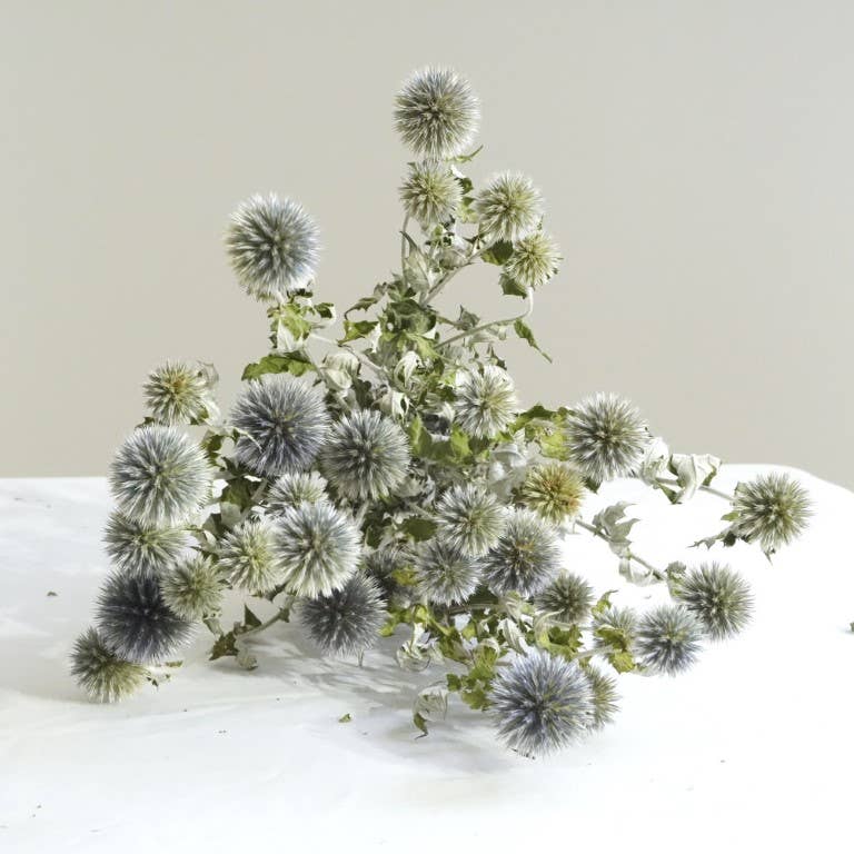 Echinops
