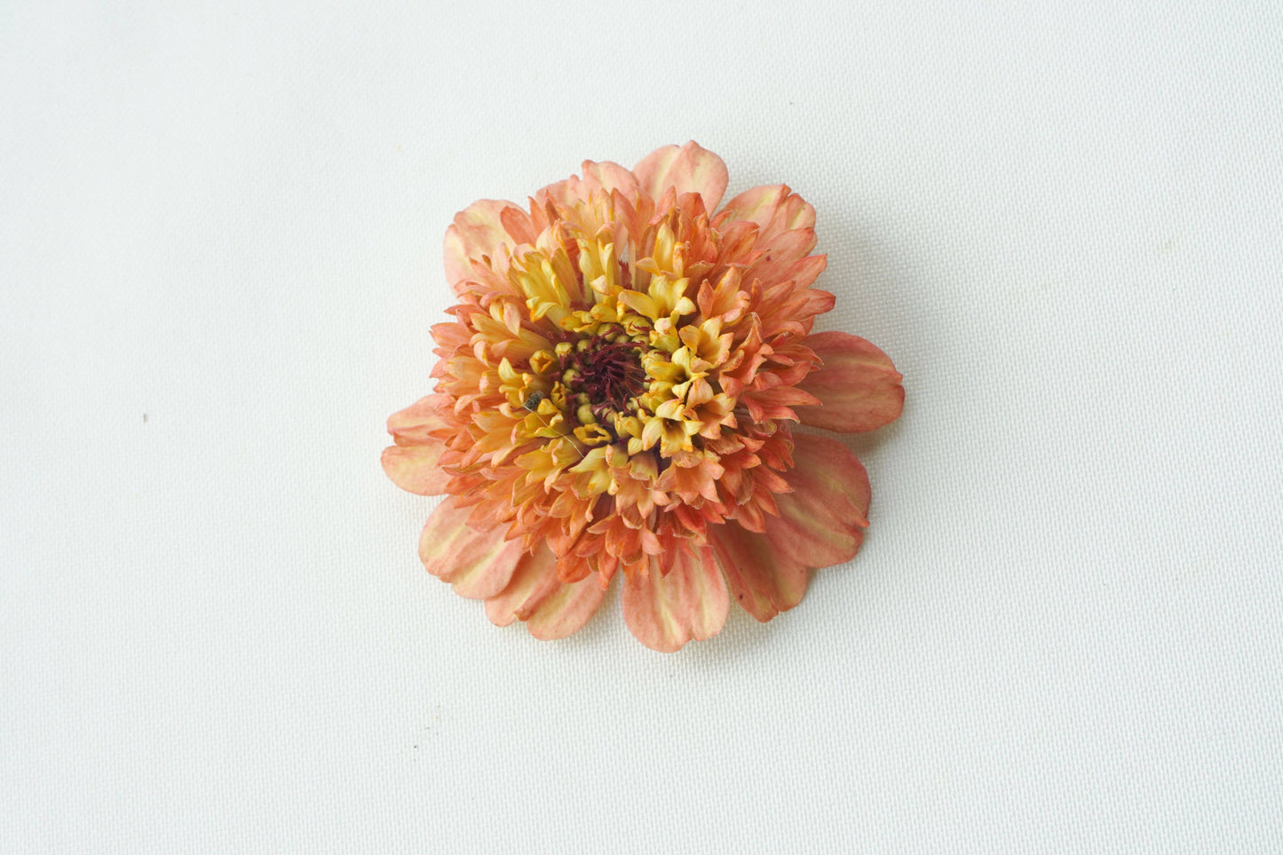 Zinnia-Zinderella: Freeze Dried
