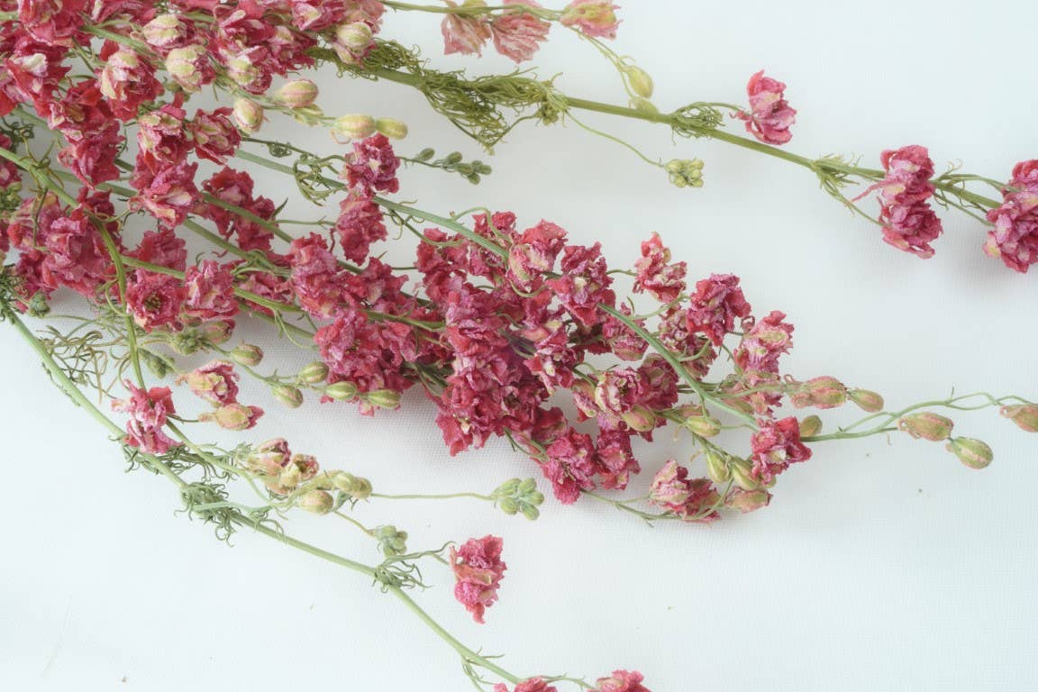 Larkspur-Dried-Pink, bunch of 10, dried flowers