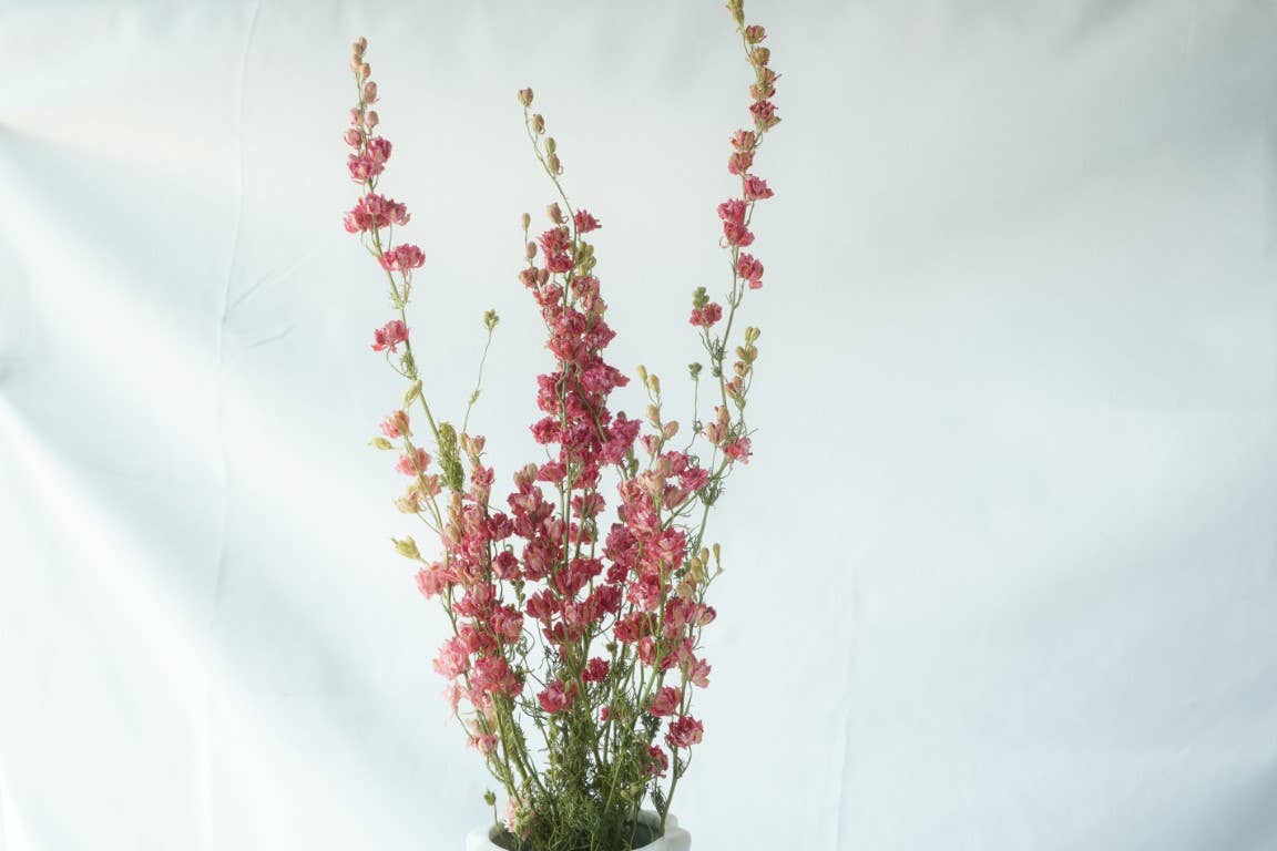 Larkspur-Dried-Pink, bunch of 10, dried flowers