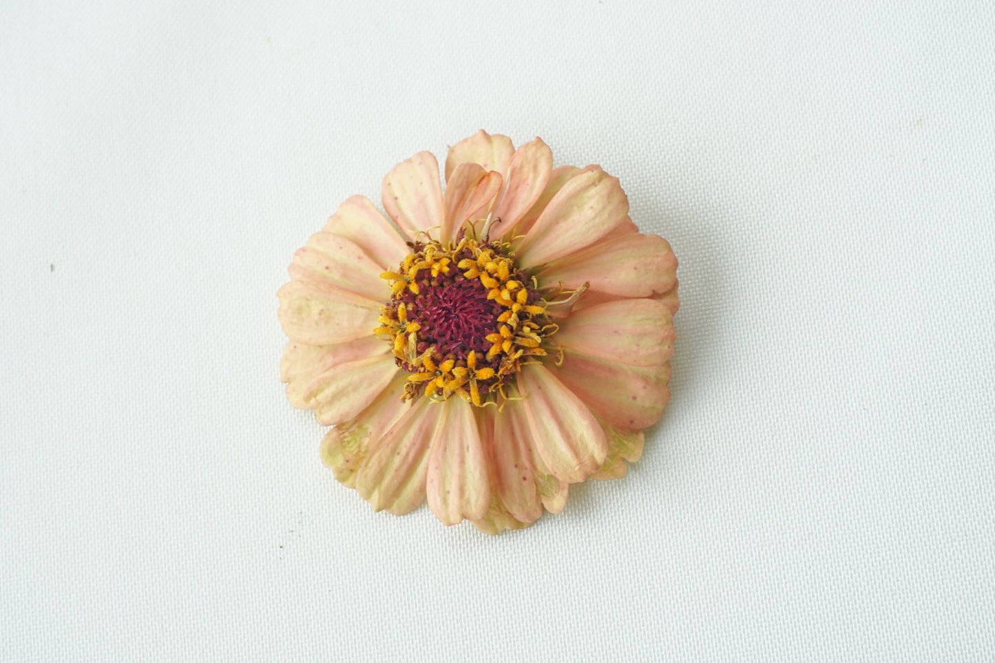 Zinnia-Zinderella: Freeze Dried