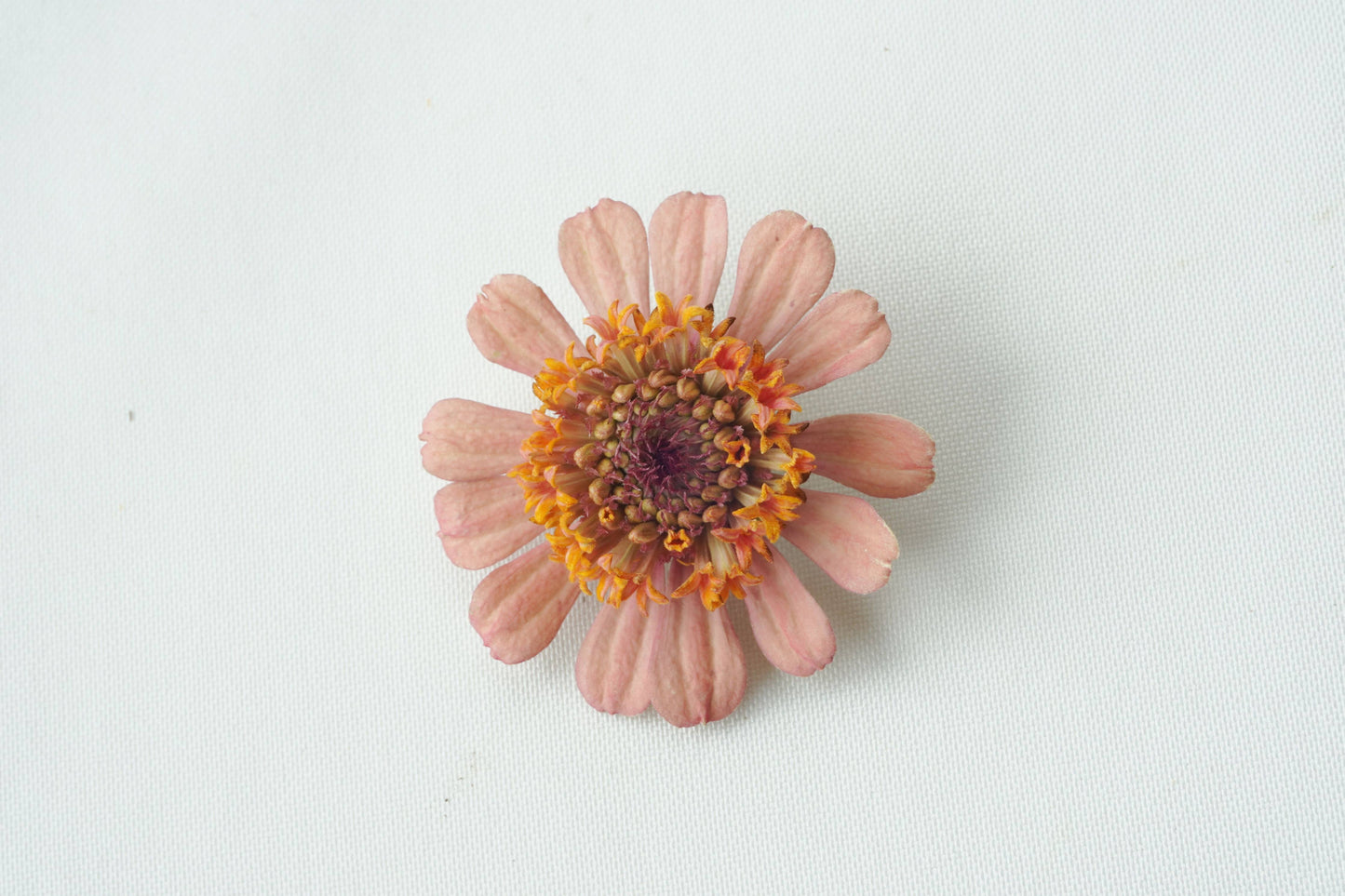 Zinnia-Zinderella: Freeze Dried