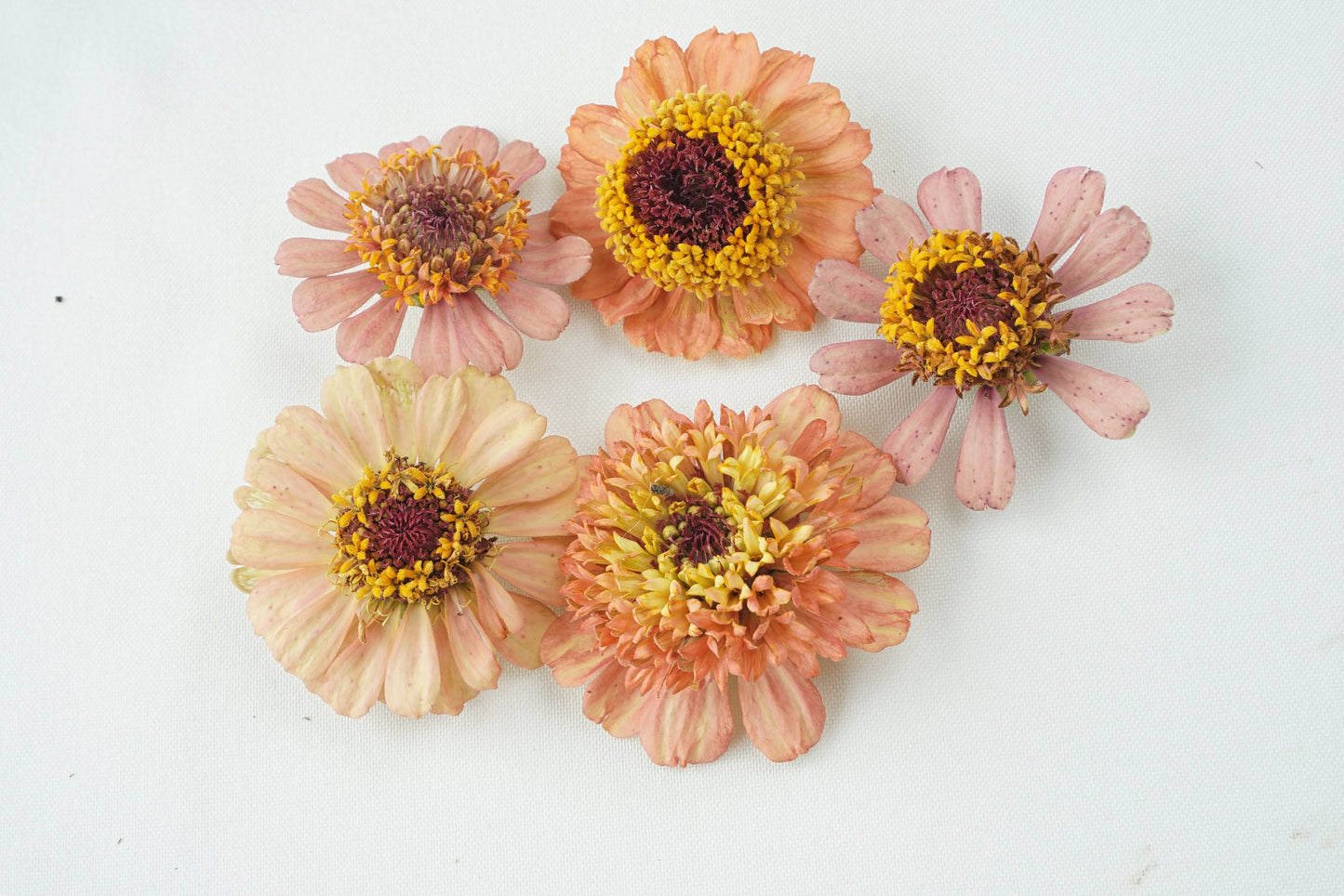 Zinnia-Zinderella: Freeze Dried