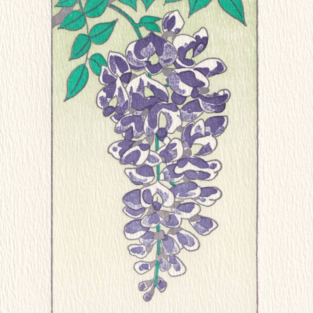Wisteria