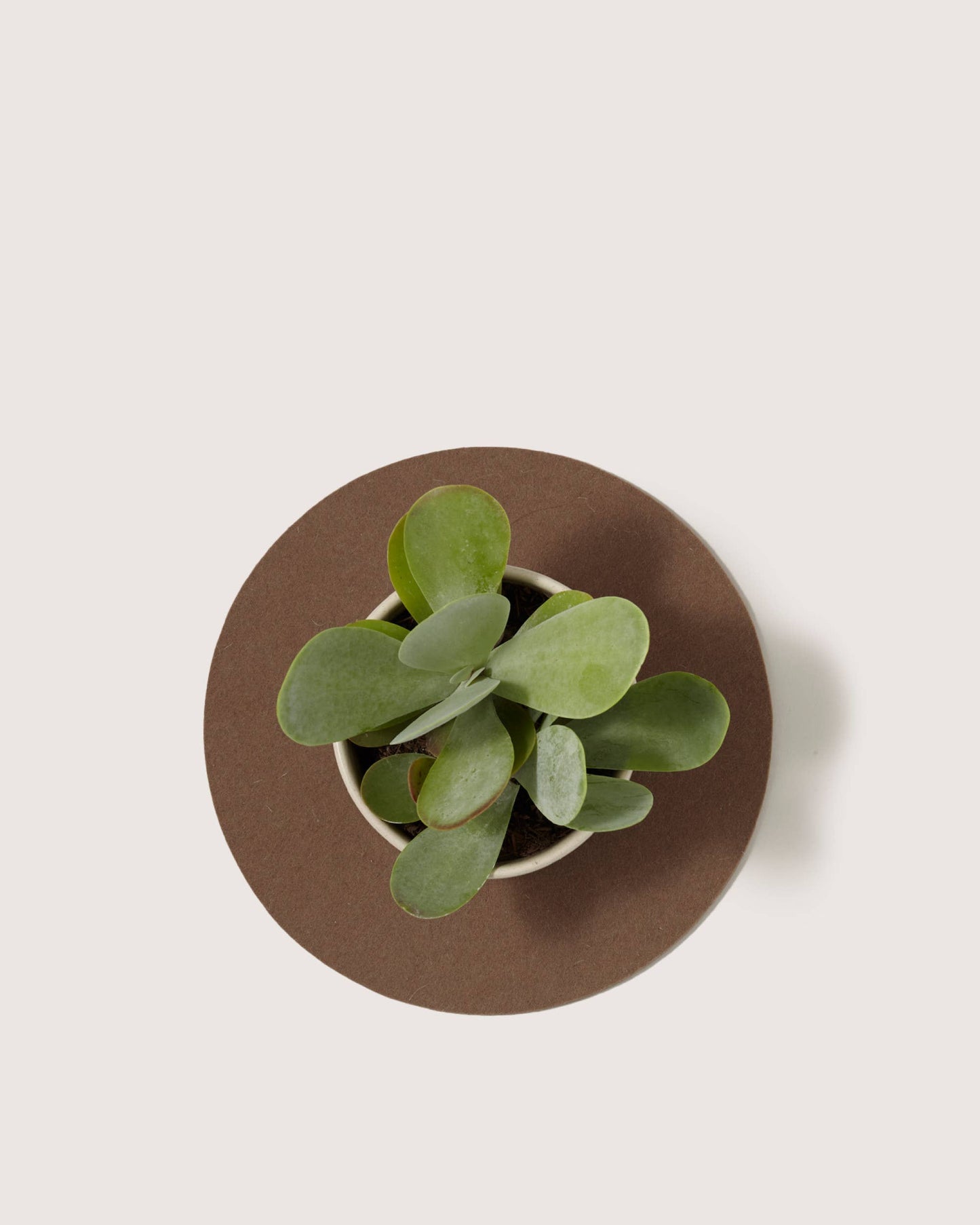Merino Wool 10" Round Trivet - Cumin