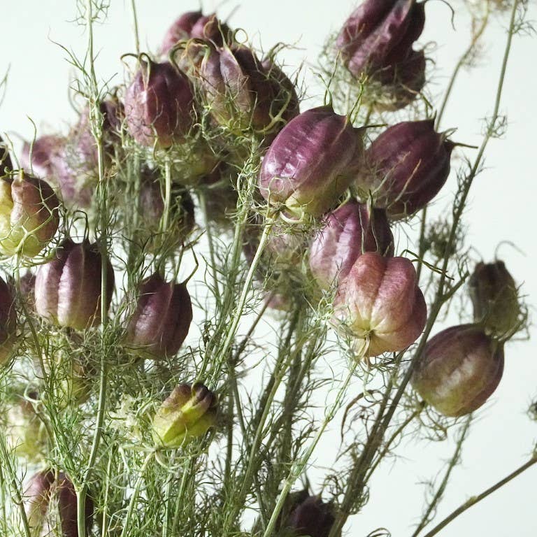 Nigella Seed Pods: Green