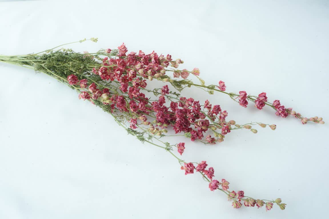 Larkspur-Dried-Pink, bunch of 10, dried flowers