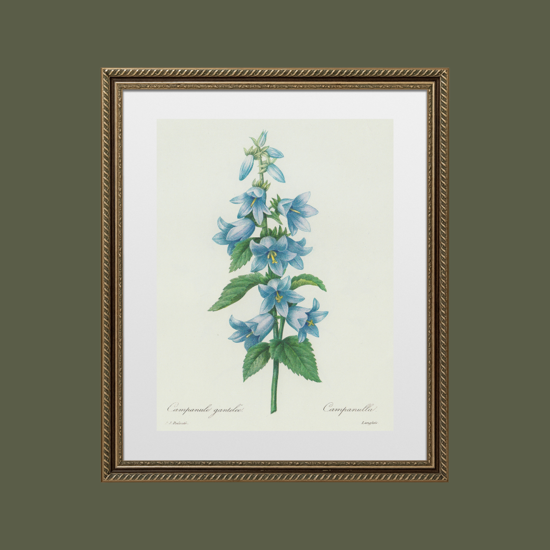 Bluebell Antique Art Print