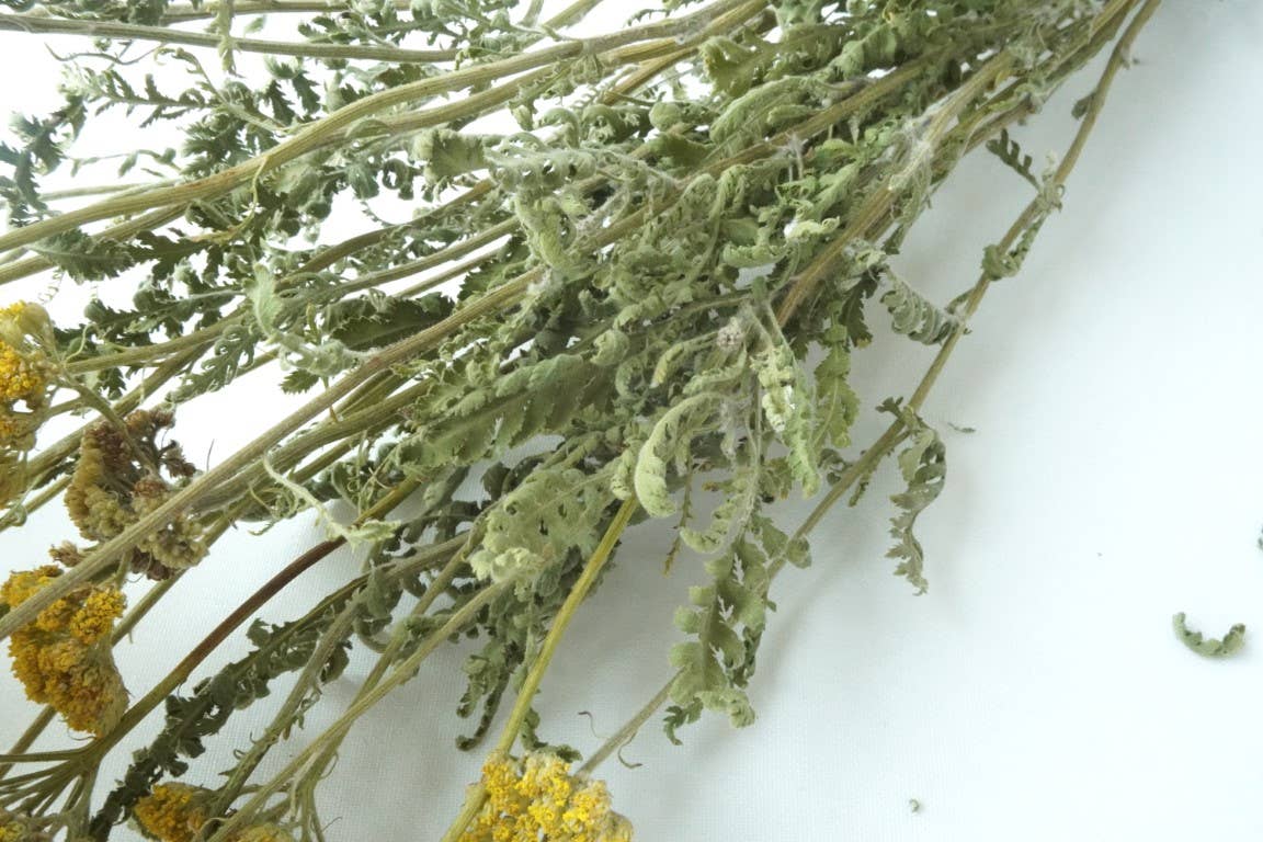 Yarrow, Cloth of Gold