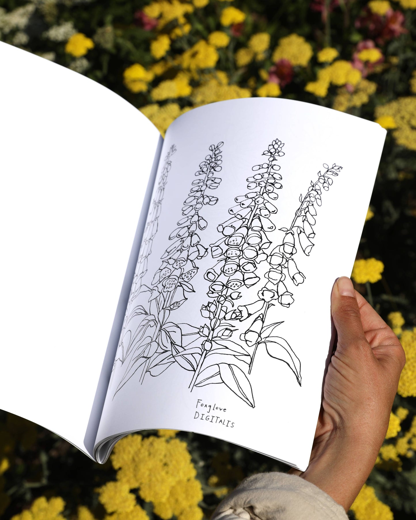 Buds Along the Path Coloring Book