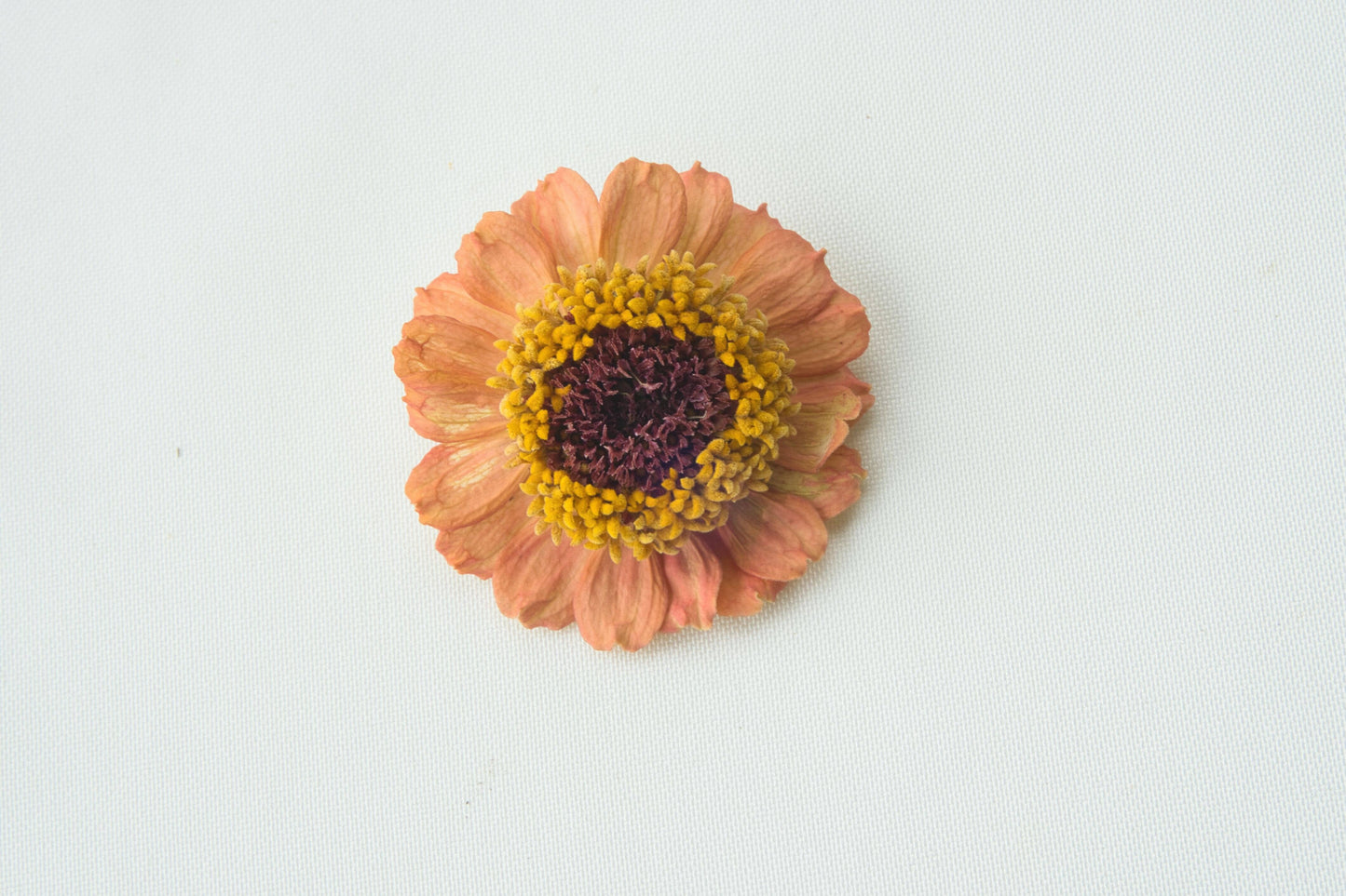 Zinnia-Zinderella: Freeze Dried