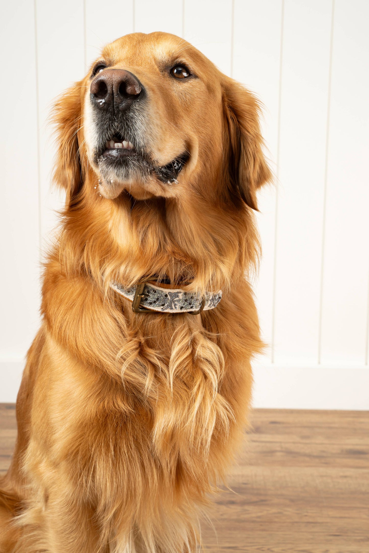 Nova Embroidered Dog Collar L