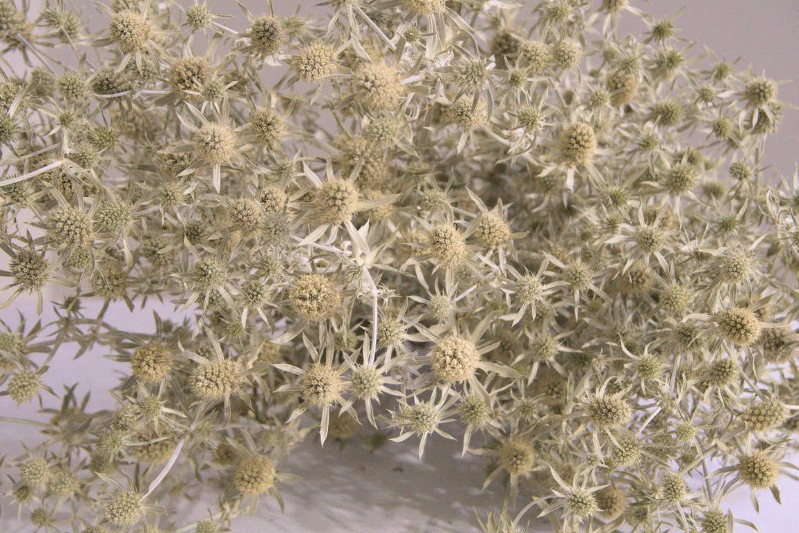 Eryngium White Glitter