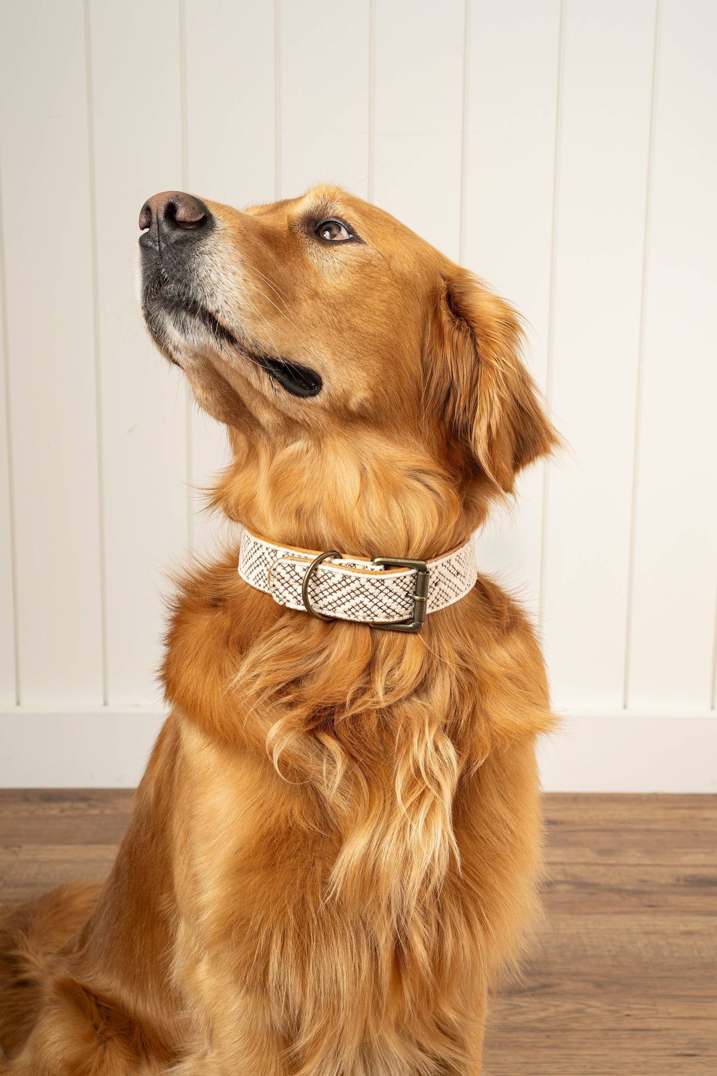 Tucker Embroidered Dog Collar L