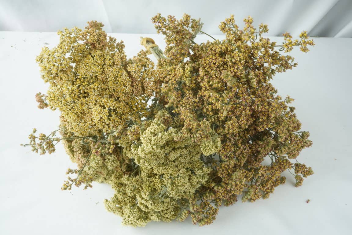 Yarrow-Neutral Tones