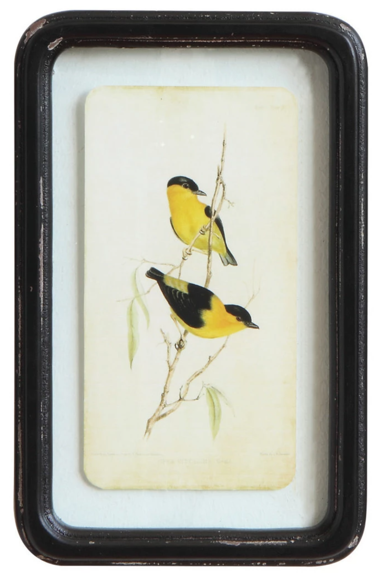 Vintage Style Framed Bird Prints