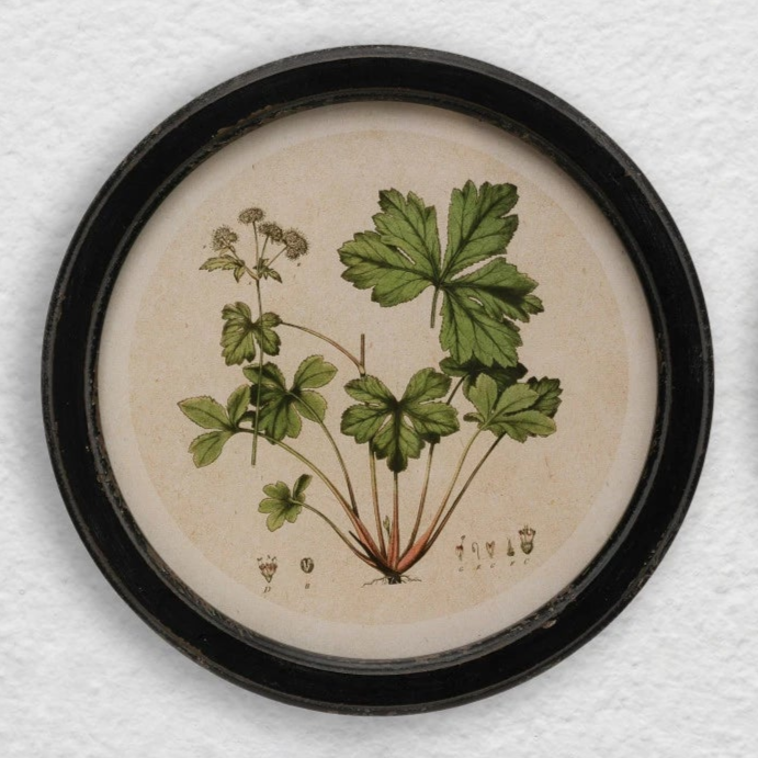 Vintage Inspired Botanical Print - 4 Styles