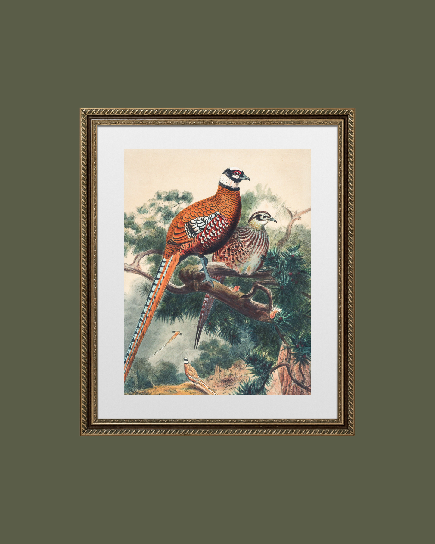 Pair of Pheasants Antique Art Print