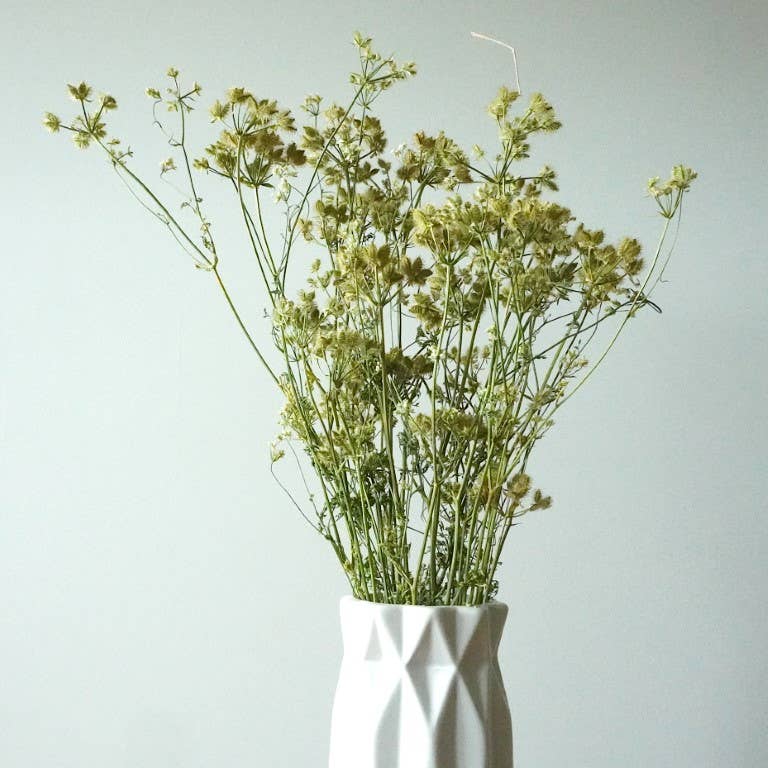 Orlaya-Seeded, Dried Flowers, Dried Flower Bunch