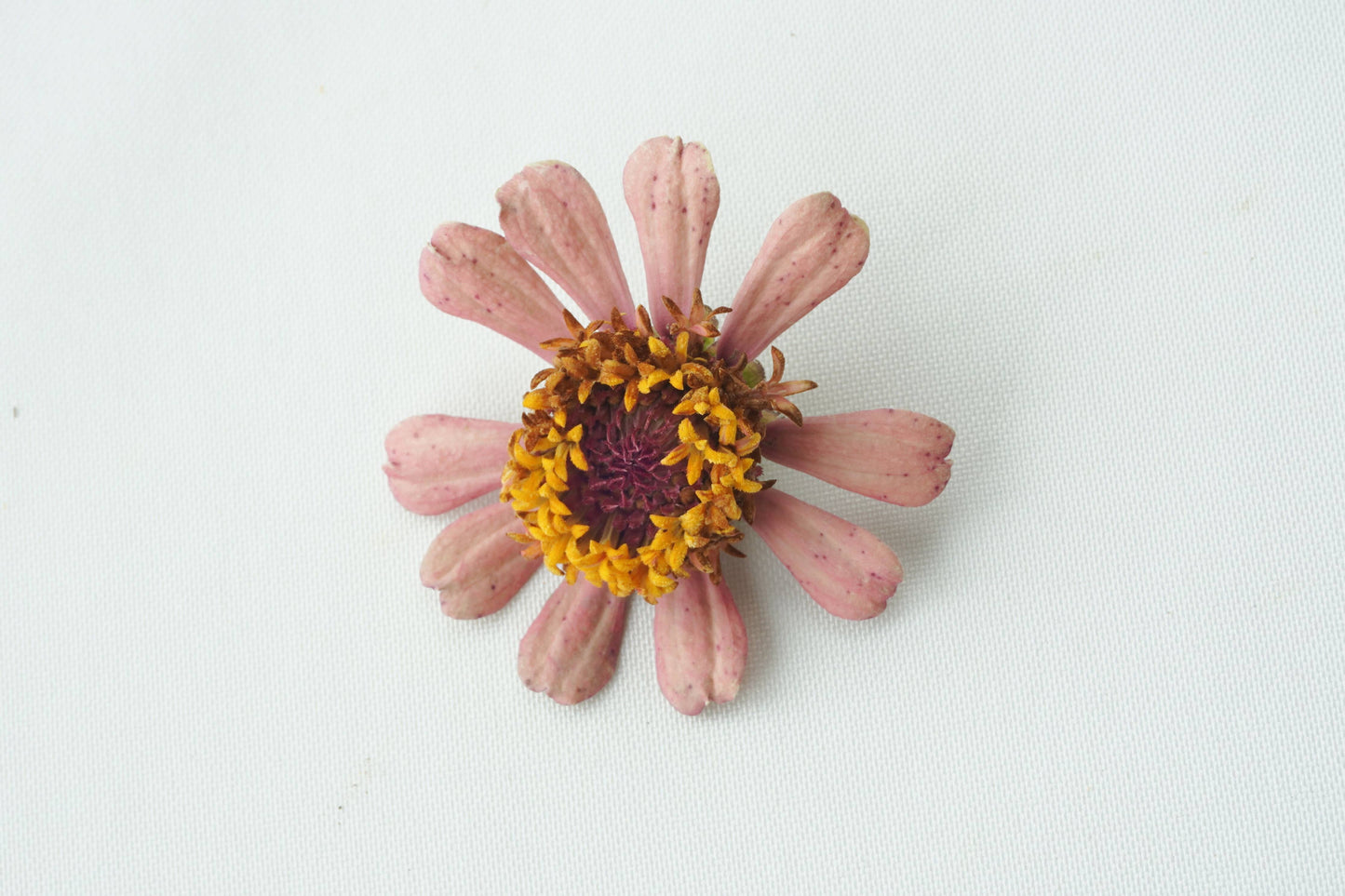 Zinnia-Zinderella: Freeze Dried