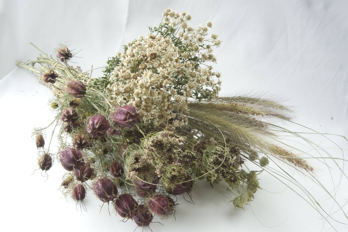 Chocolate Queen Anne's Lace-Dacus Dara