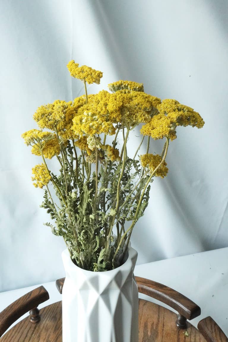 Yarrow, Cloth of Gold