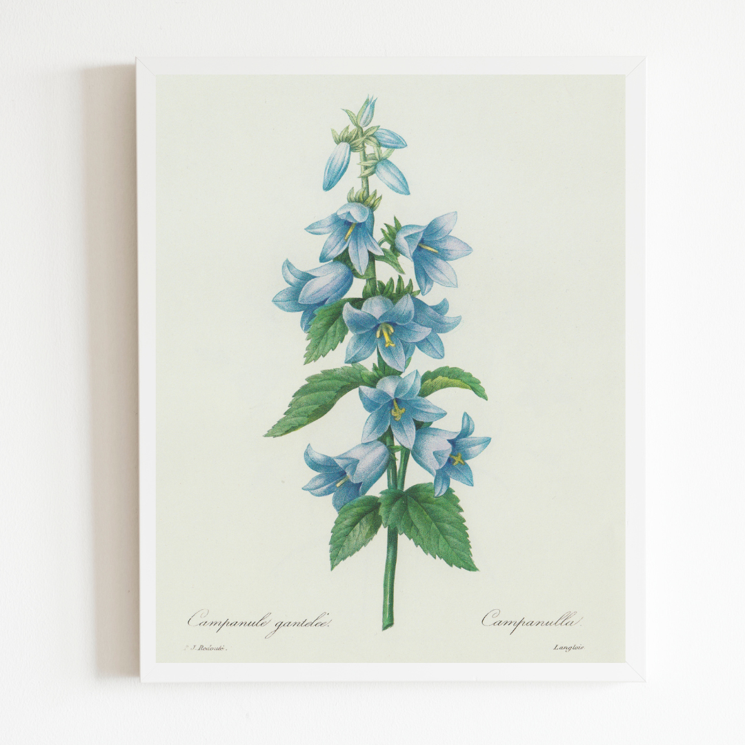 Bluebell Antique Art Print