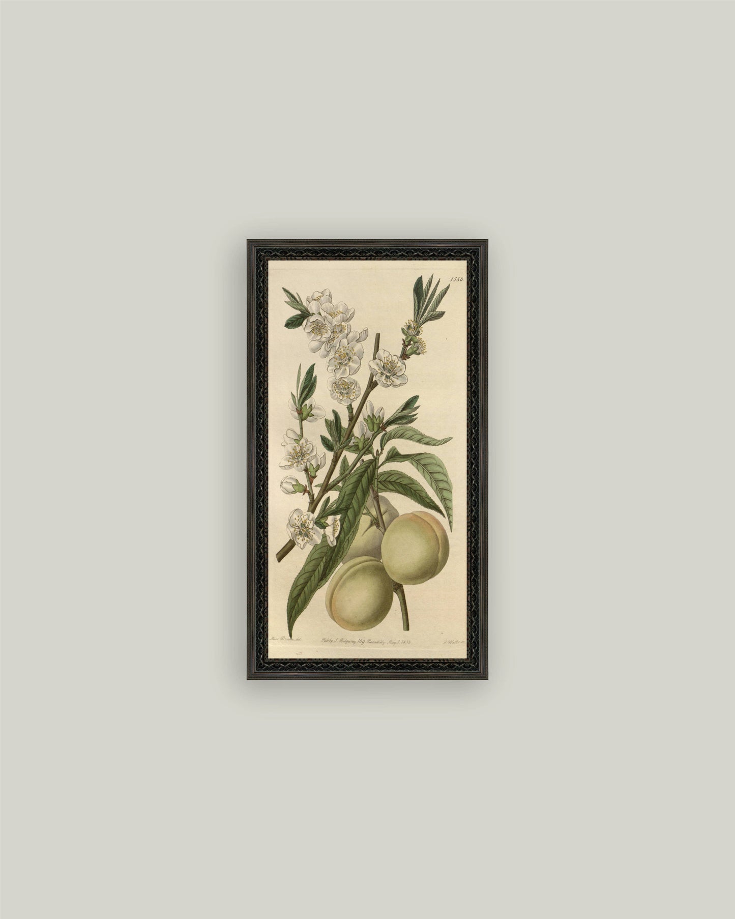 The White Peach