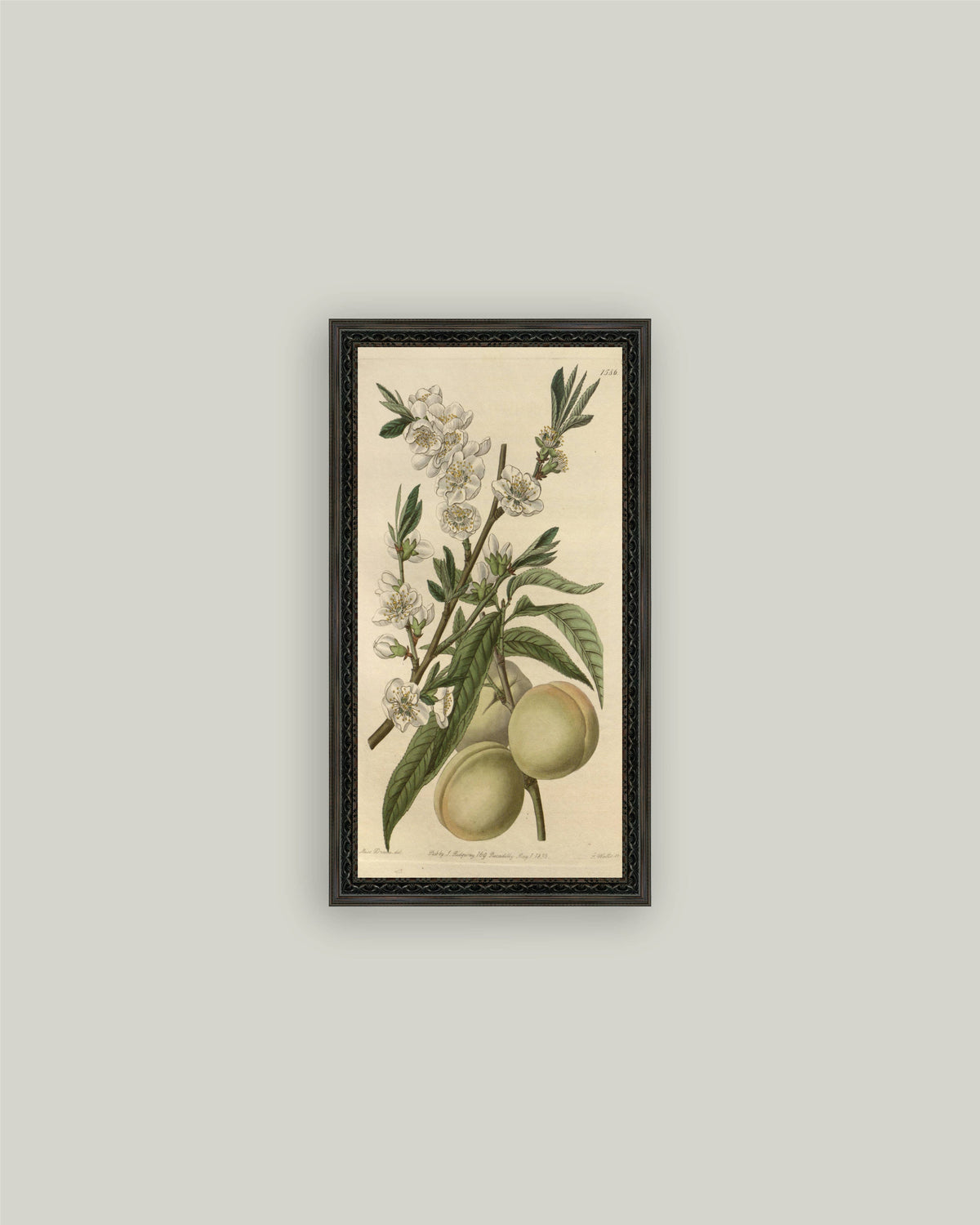 The White Peach