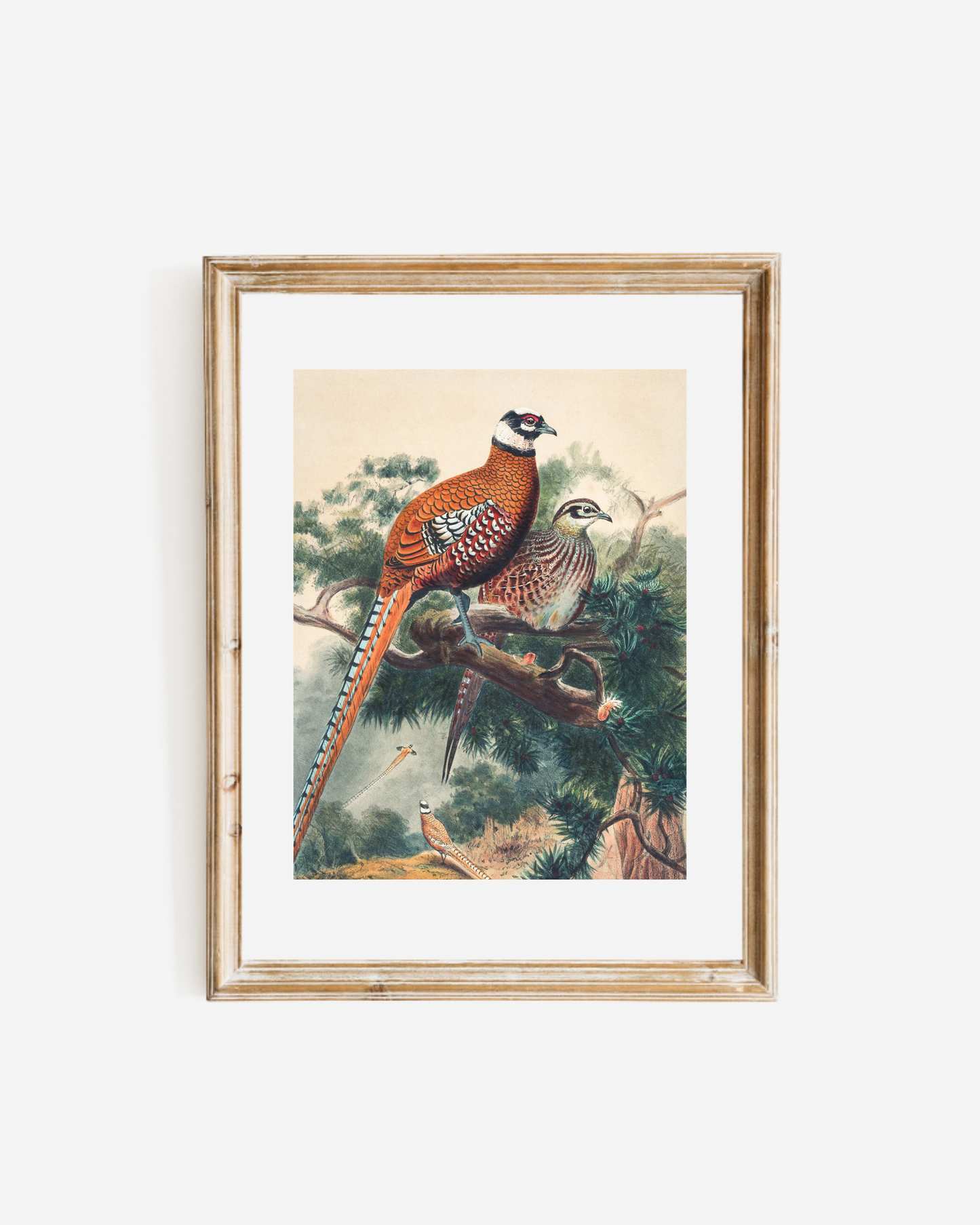 Pair of Pheasants Antique Art Print