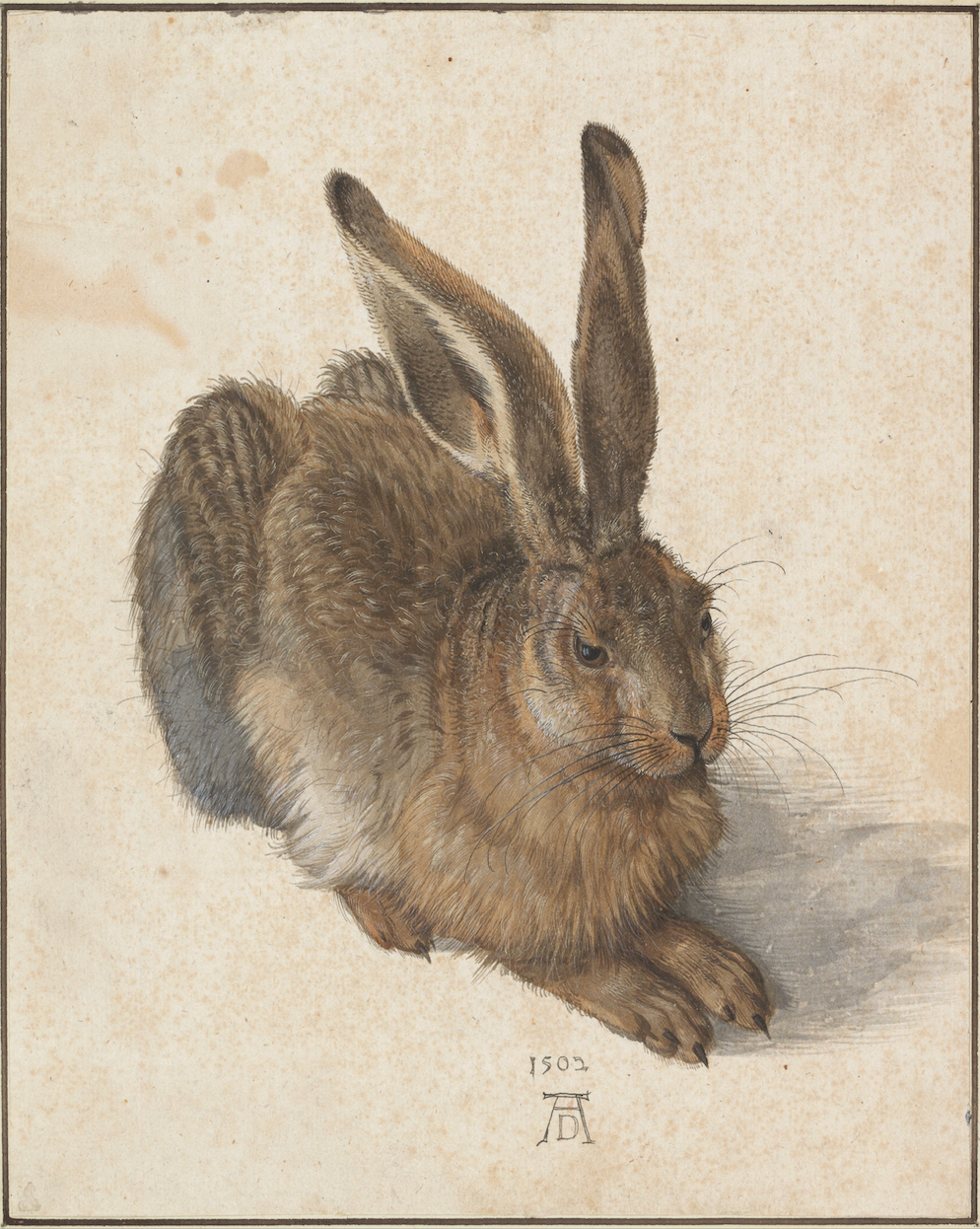 Young Hare Art Print