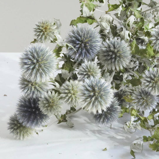 Echinops