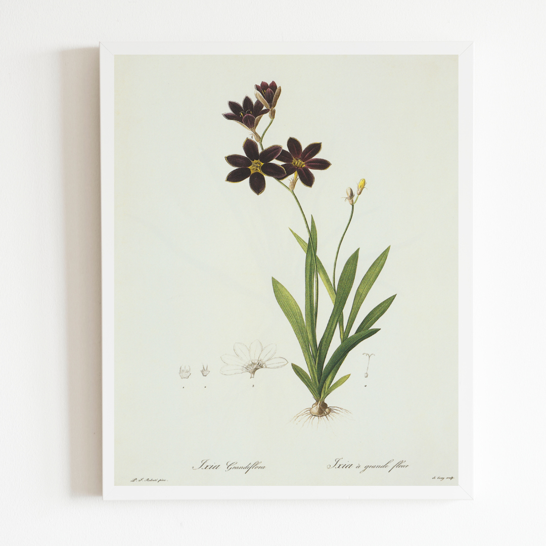Dark Purple Wildflowers Antique Art Print