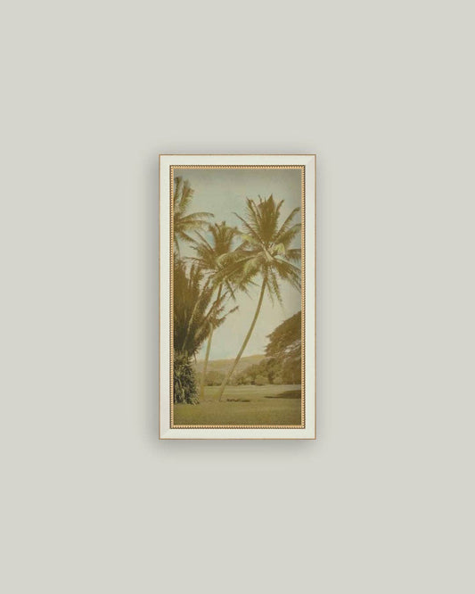 Vintage Palm Tree Photo