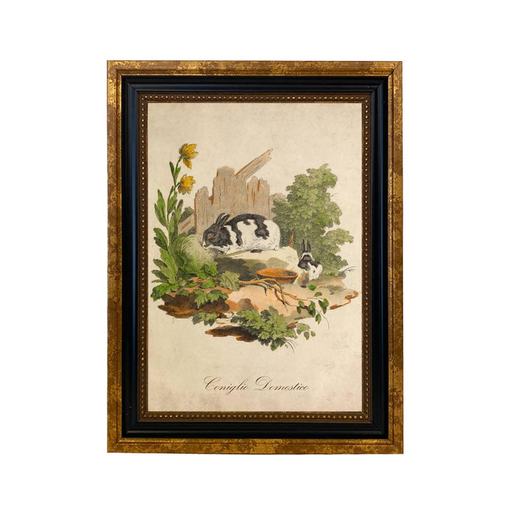 Vintage Italian Domestic Rabbit Framed Illustration Wall Art