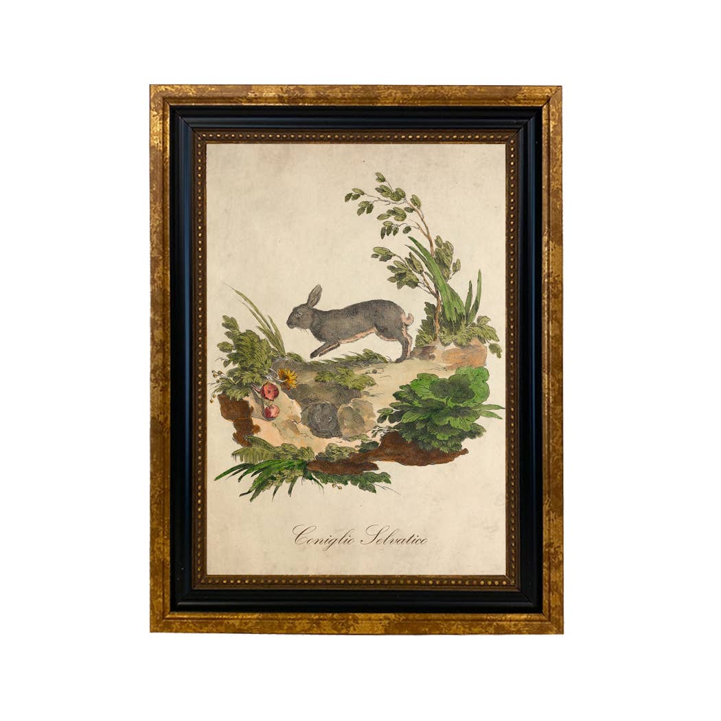 Italian European Rabbit Illustration Vintage Wall Art