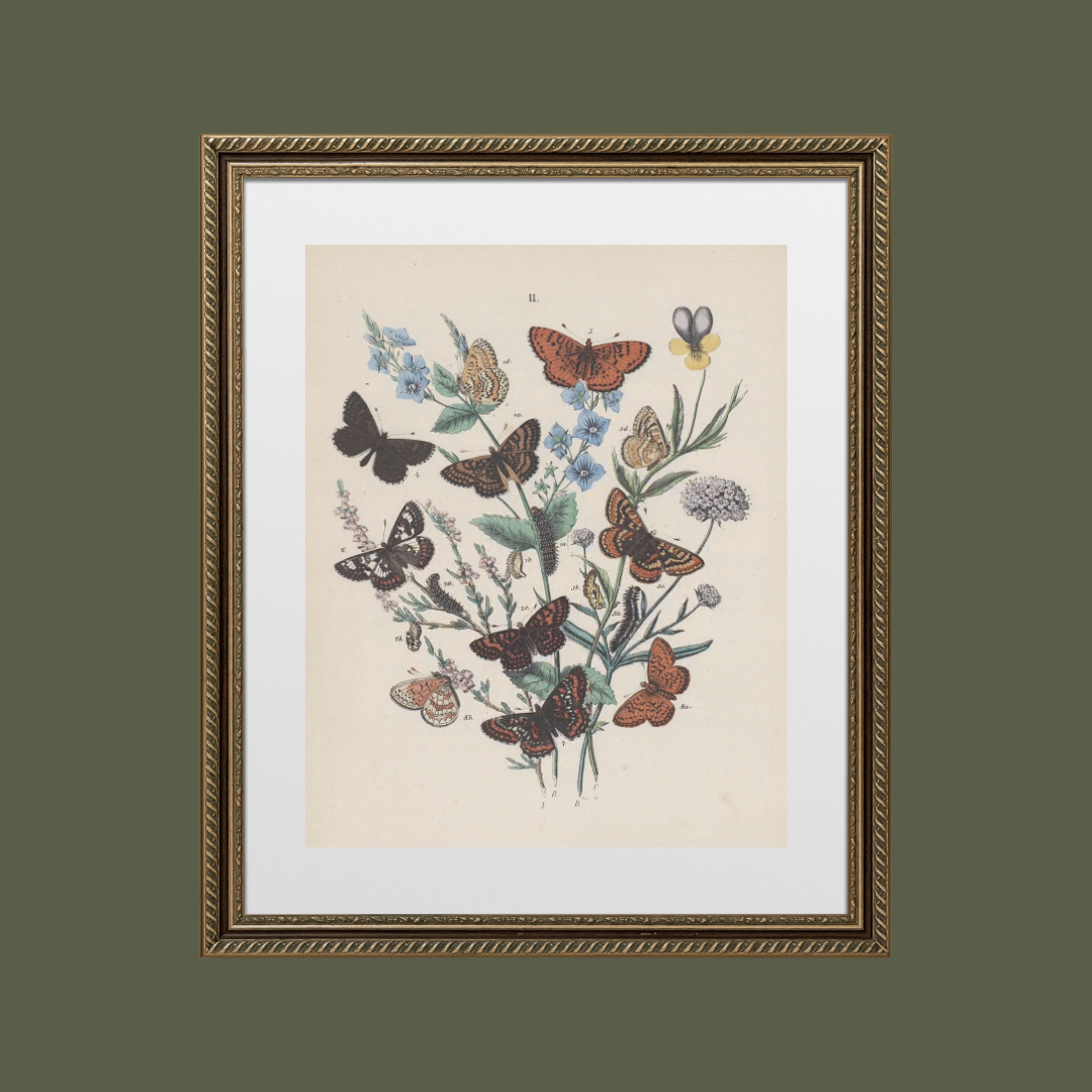 Butterflies II Antique Print