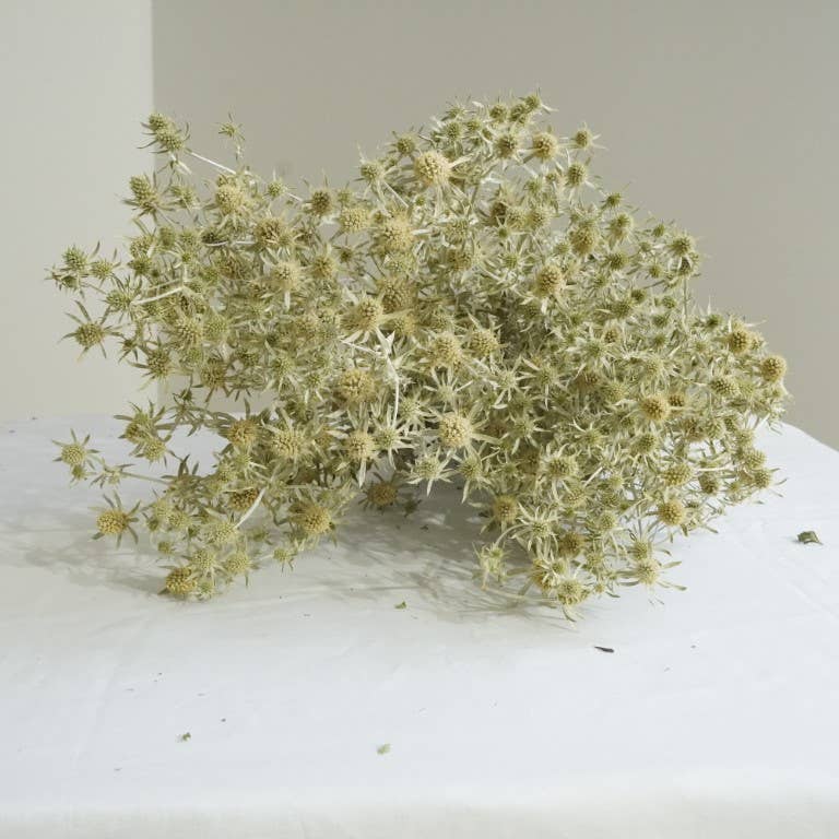 Eryngium White Glitter