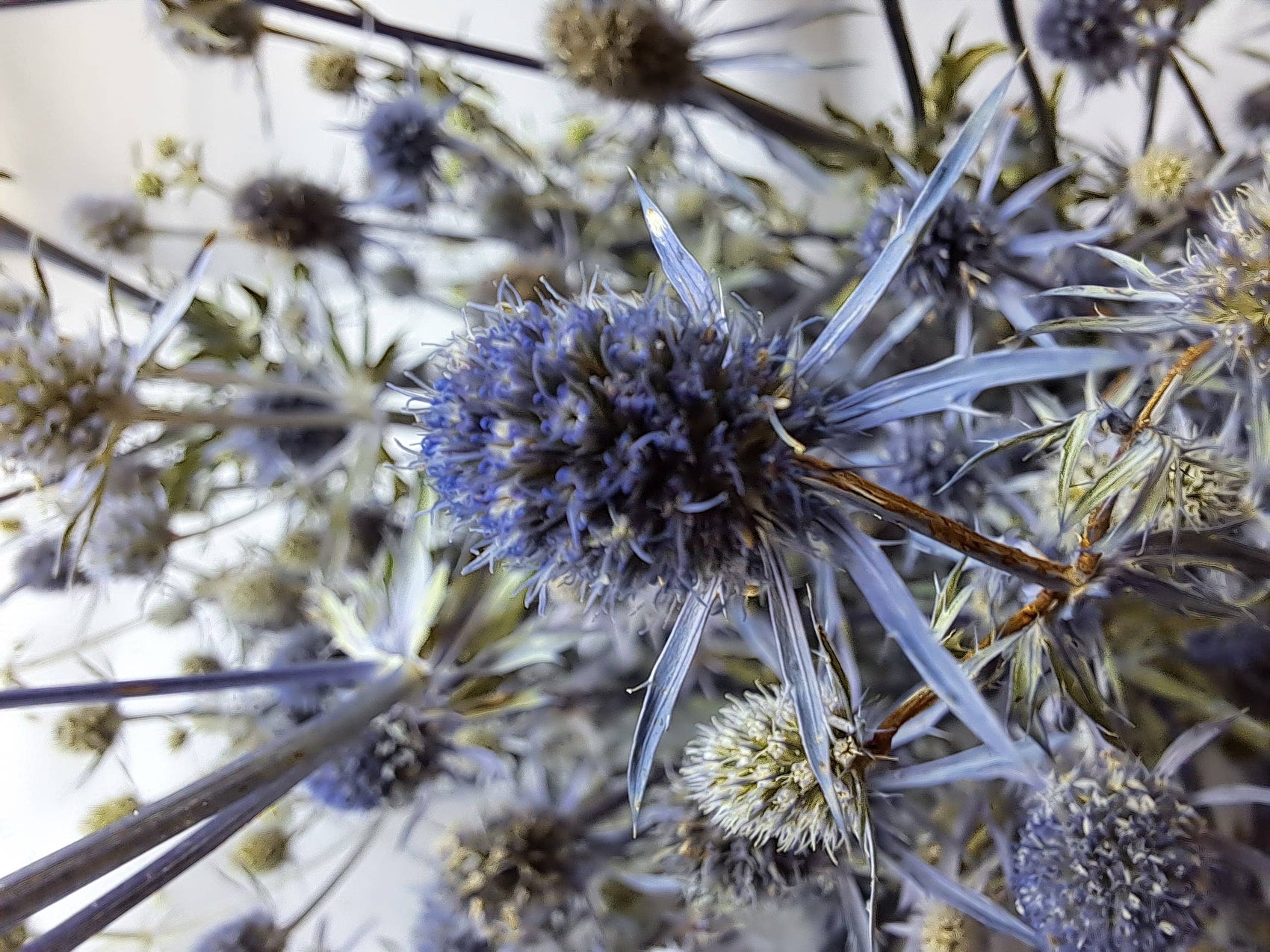 Eryngium-Blue Glitter-Dried Flower