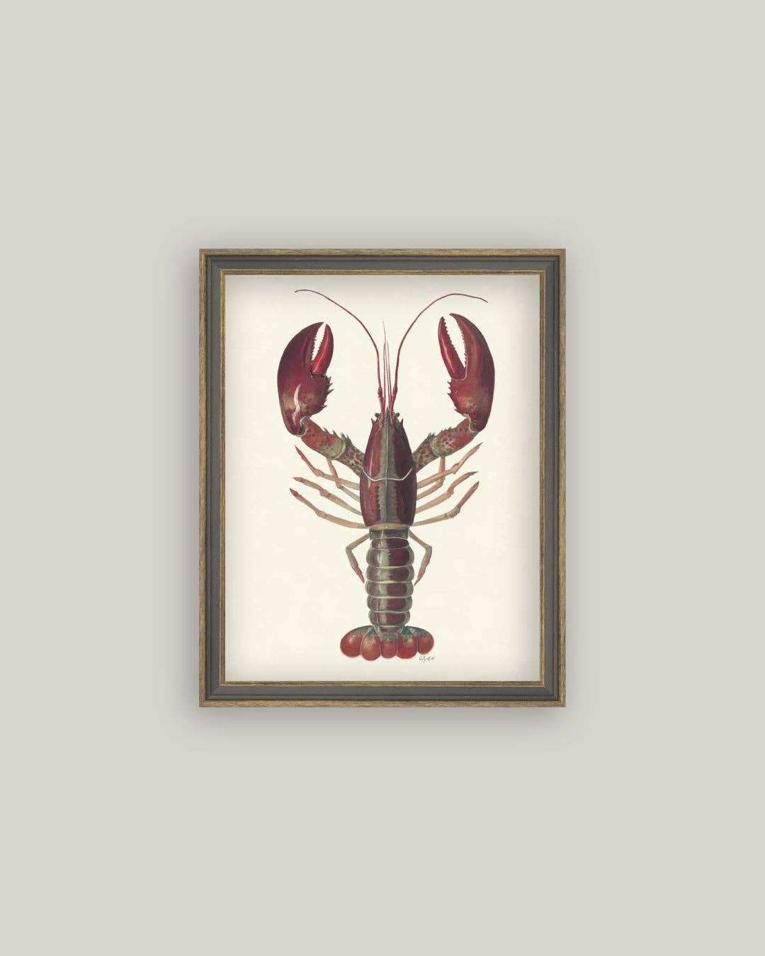 American Lobster