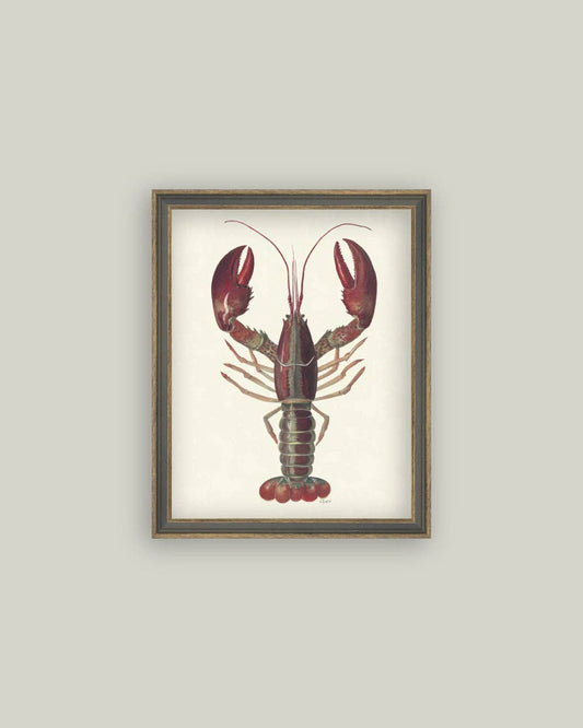 American Lobster