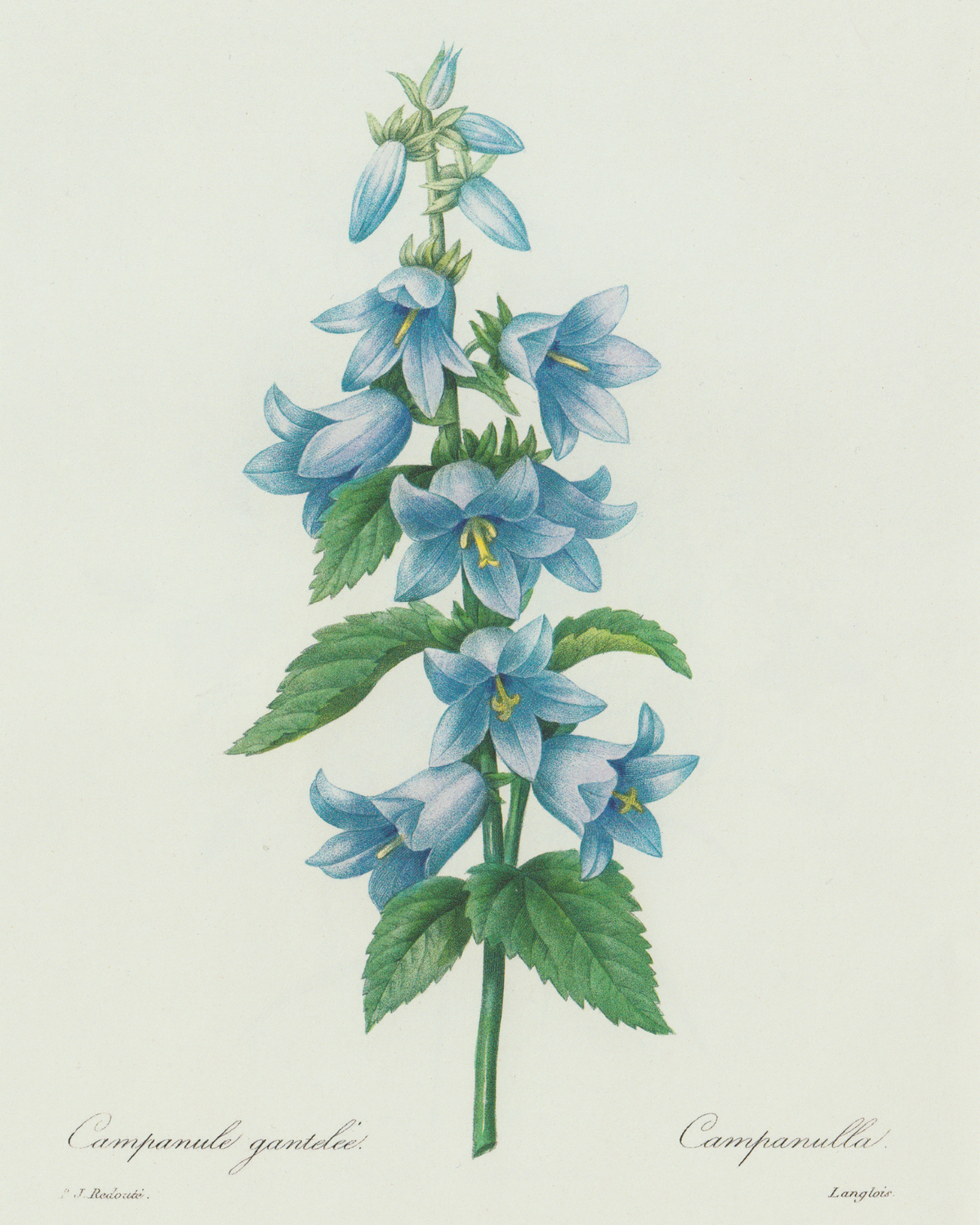 Bluebell Antique Art Print