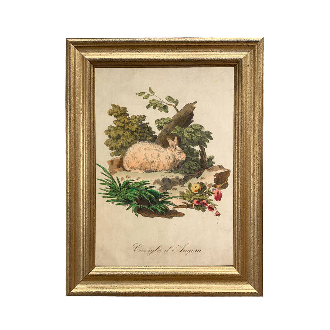 Italian Angora Rabbit Vintage Illustration Framed Wall Art