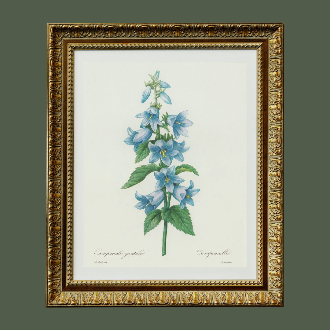 Bluebell Antique Art Print